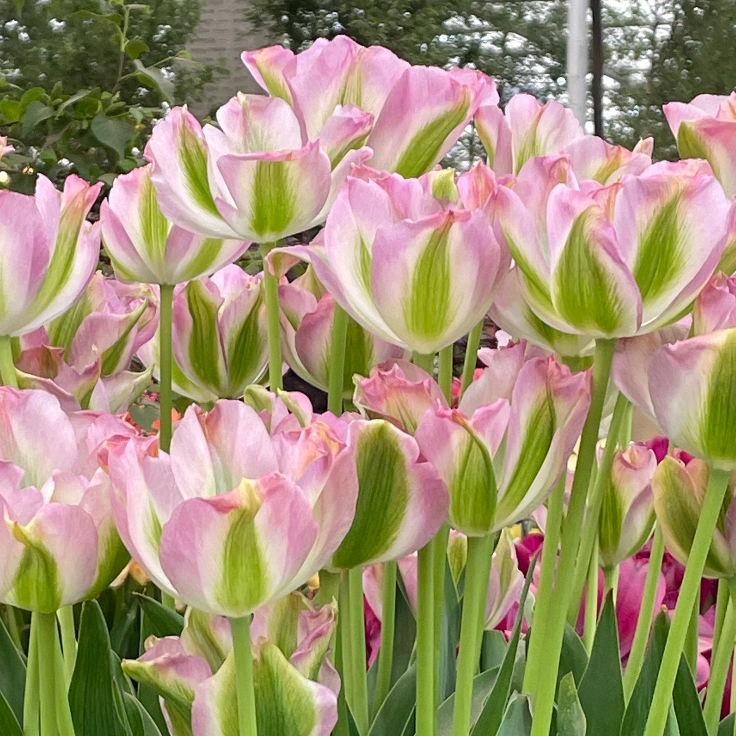 Greenland Tulip Seeds
