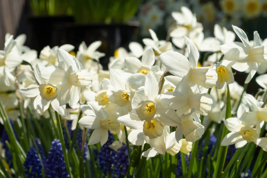 Sailboat Daffodil Seeds