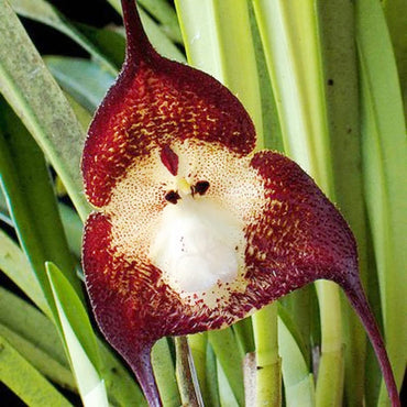 Heirloom Non-GMO Monkey Orchid Flower Seeds for Planting – Rare Exotic Garden Blooms