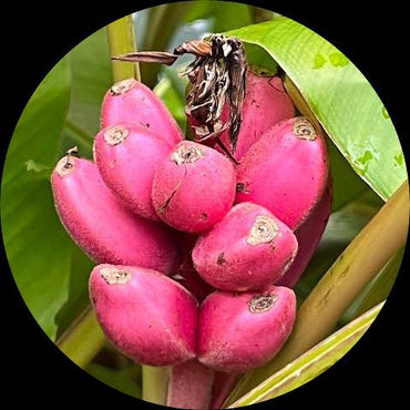 Dark Pink Banana Fruit Seeds for Planting - Heirloom & Non-GMO Seeds