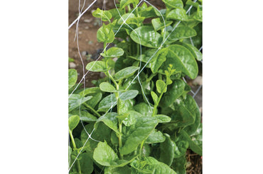 Green Malabar Spinach Specialty Green Seed