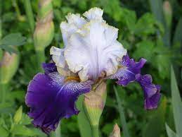 Slovak Prince Bearded Iris