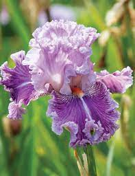 Just Witchery Bearded Iris