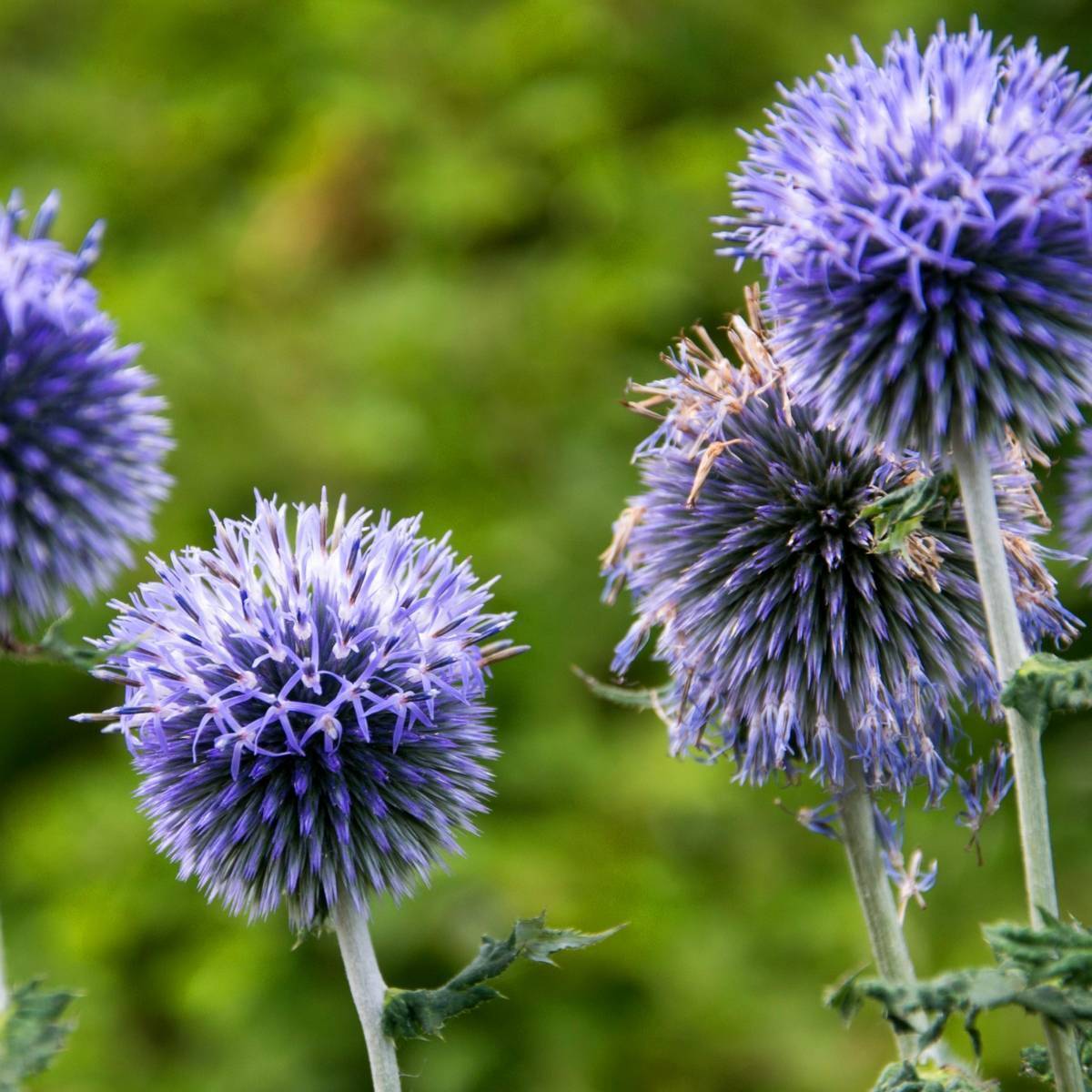 Echinops Ritro- Violet