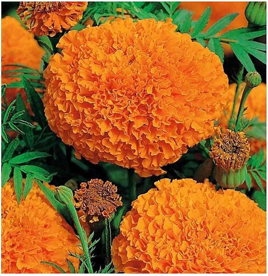 Marigold, African- Hawaii