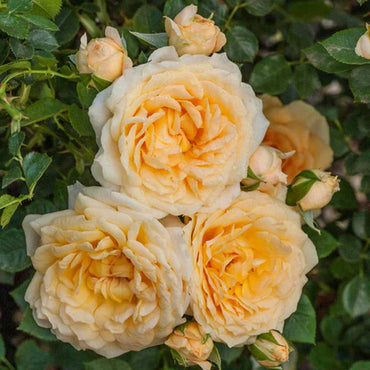 Edith's Darling Shrub Rose