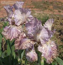 Python'z Parasol Bearded Iris