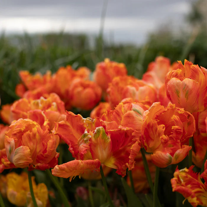 Parrot King – Tulip