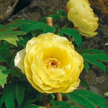 High Noon Tree Peony