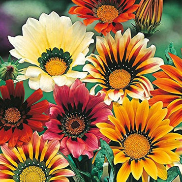Gazania Treasure Flower Mixed Seeds – Organic, Heirloom, Non-GMO for Planting