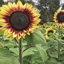 Sunflower- Lilac Monarch F1