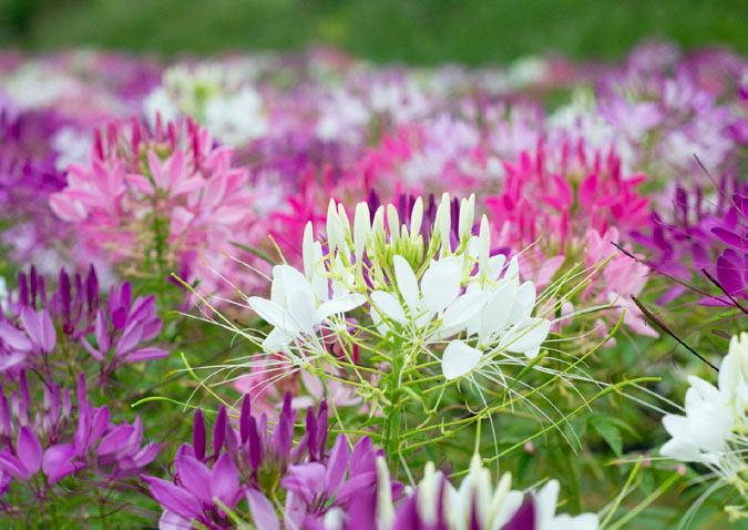 Cleome Spinosa Mixed Color Flower Seeds