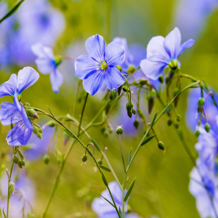 Heirloom Linum Flower Seeds, Non-GMO Flax Blooms for Pollinator-Friendly Garden Planting