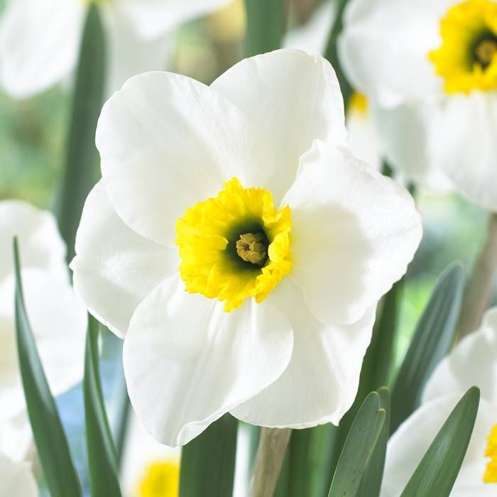 Lancaster Daffodil Seeds