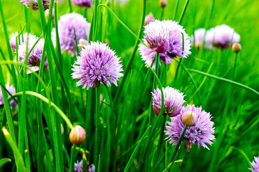 Heirloom Schoenoprasum Flower Seeds, Non-GMO Chive Herb Blooms for Culinary and Garden Planting