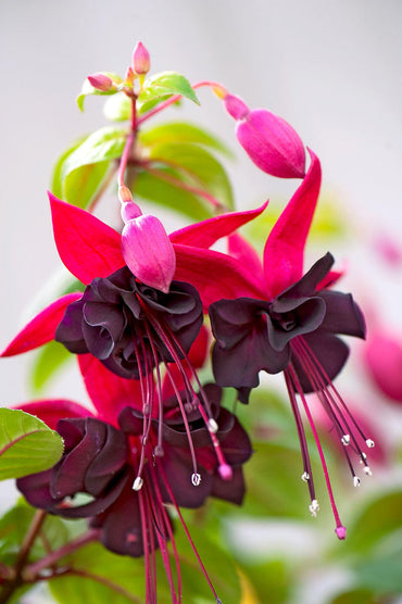 Heirloom Black Fuchsia flower seeds – non‑GMO trailing plant seeds