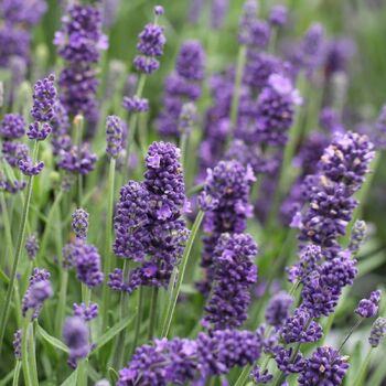Lavender- Spira