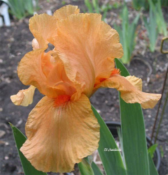 Many Mahalos Reblooming Bearded Iris