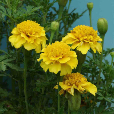 Marigold Inca Yellow Flower Seeds