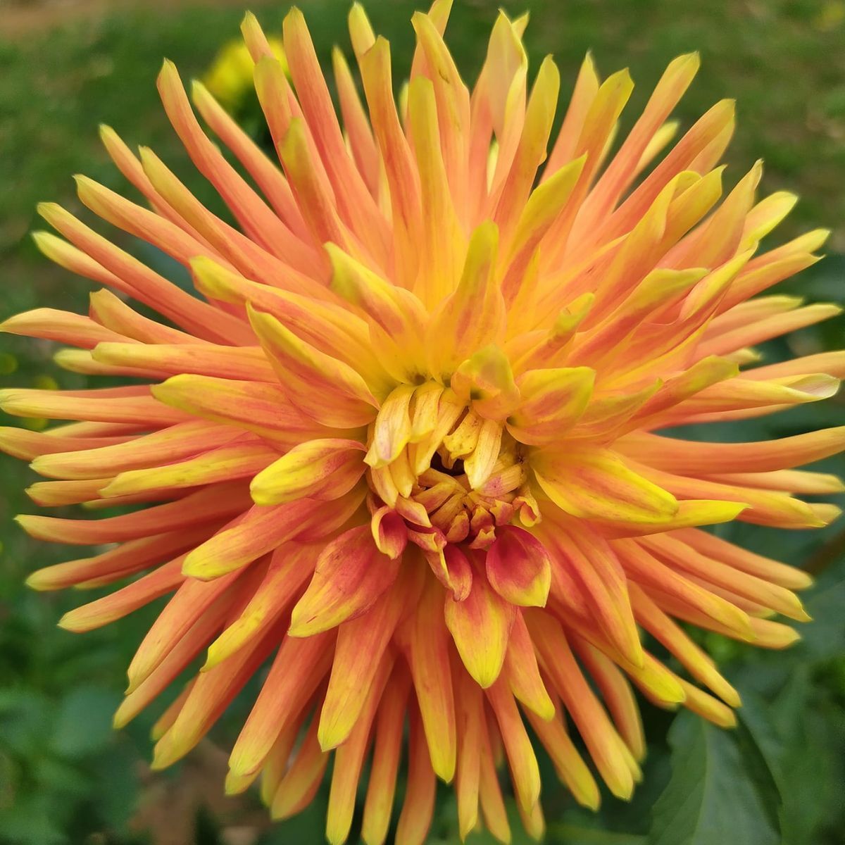 Dahlia- Tuscany (Tuber)