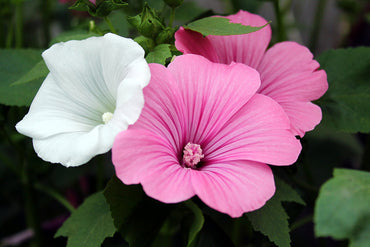 Lavatera White Pink Seeds for Planting – Organic, Heirloom, Non-GMO Flower Seeds