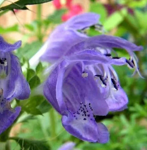 Moldavian Dragonhead