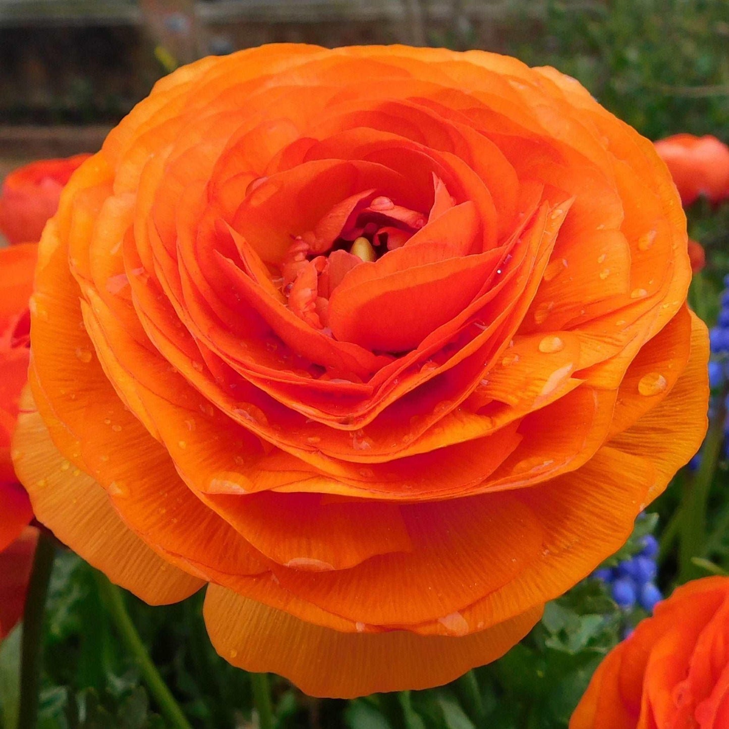 Ranunculus- Primo Arancione Orange (Corm)