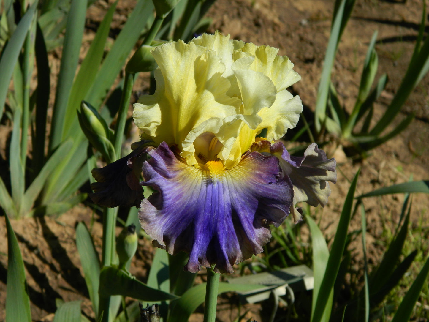 Style Traveller Bearded Iris