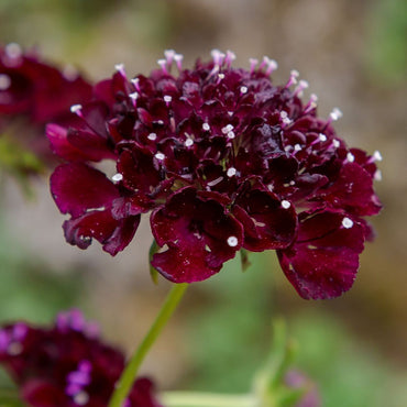Pincushion Flower- Burgundy Beau