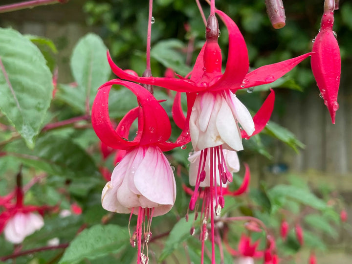 Heirloom Non-GMO Fuchsia Flower Seeds for Vibrant Hanging Baskets and Garden Planting