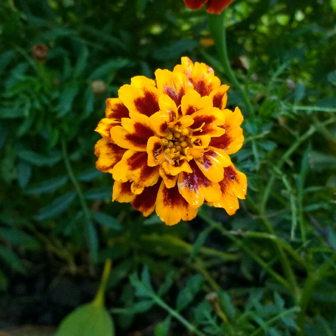 Marigold, French- Bolero