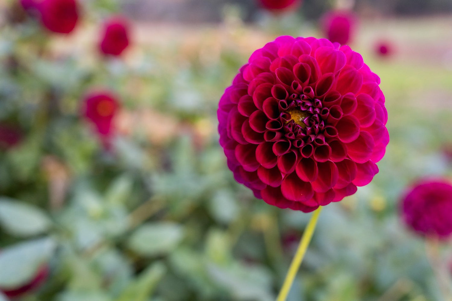 Dahlia- Burgundy Bonanza (Tuber)