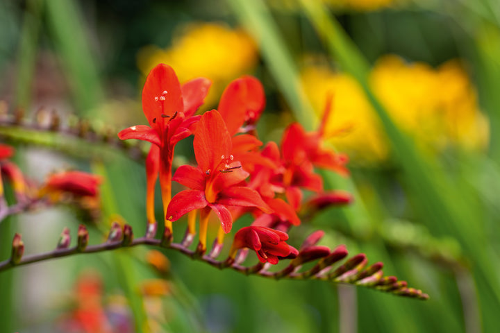 Crocosmia Montbretia Flower Seeds – Heirloom, Non-GMO, Fiery Perennial Blooms for Garden Planting