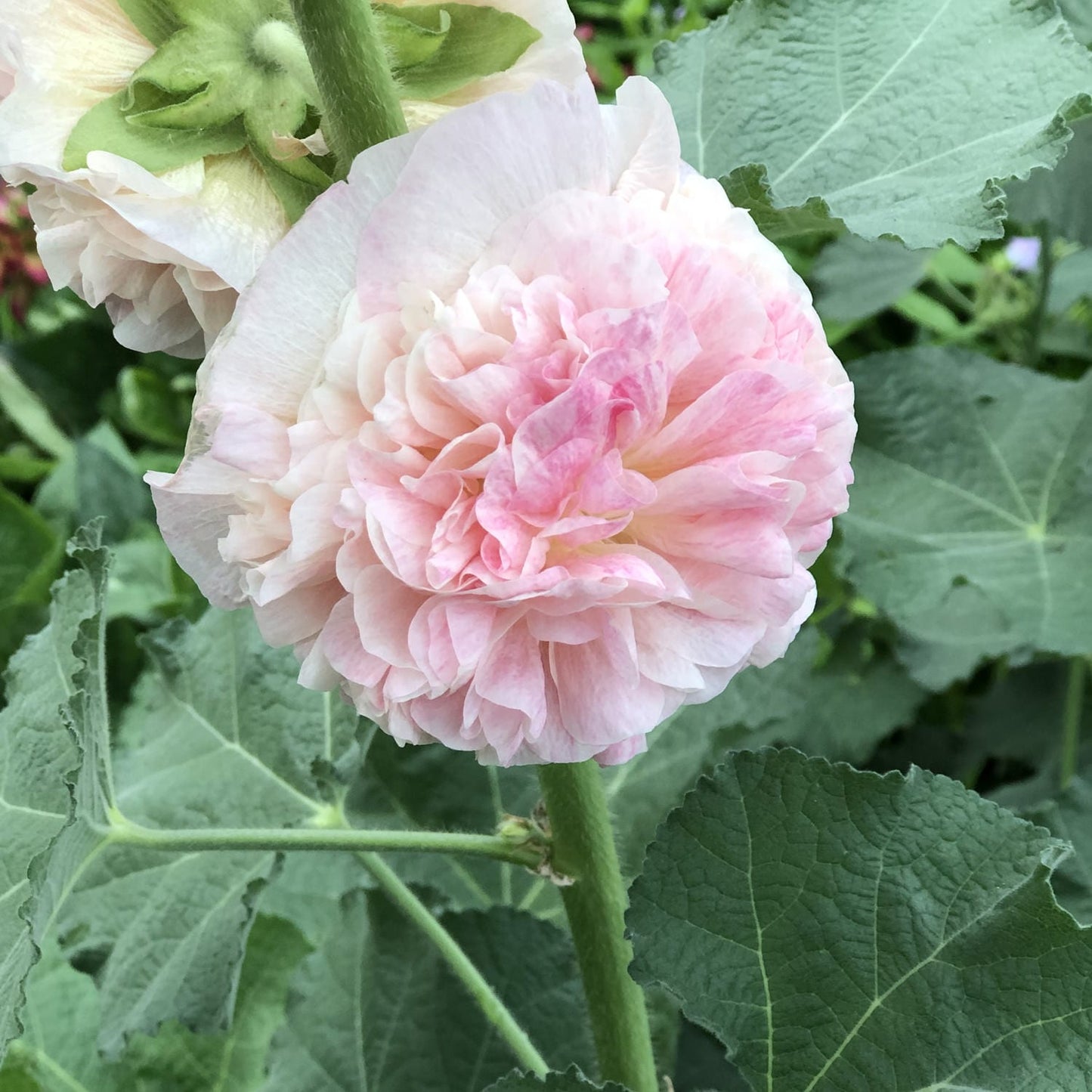 Peaches 'N Dreams Double Hollyhock