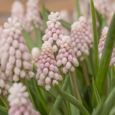 Pink Grape Hyacinth Seeds