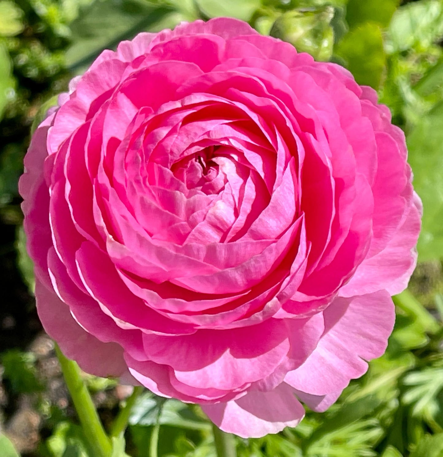 Ranunculus- Elegance Rosa Scuro 125-14