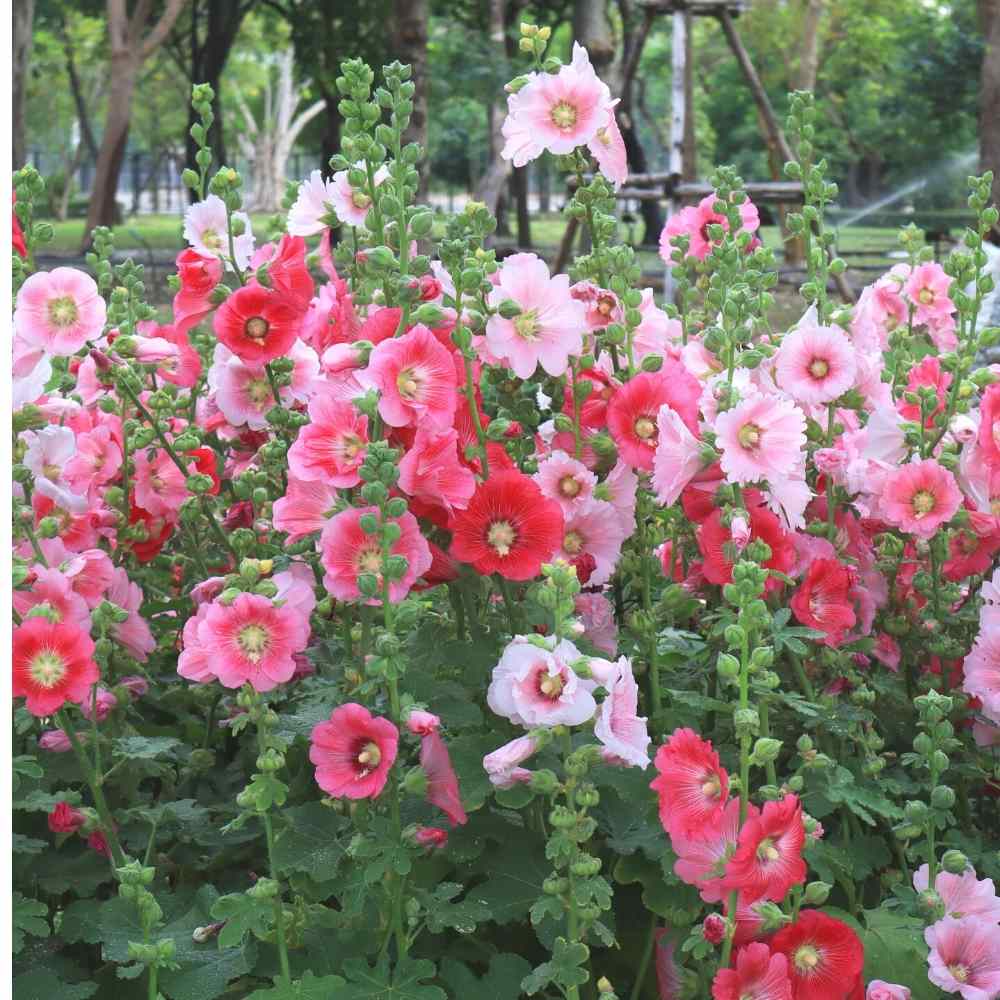 Double Hollyhock Mixture
