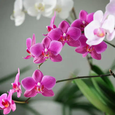 Organic Mixed Phalaenopsis Orchid Flower Seeds for Planting – Heirloom, Non-GMO