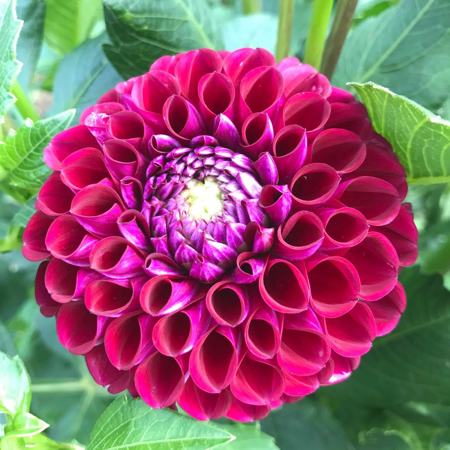 Dahlia- Ivanetti (Tuber)
