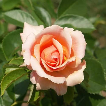 Peach Rose Heirloom Non-GMO Seeds for Planting