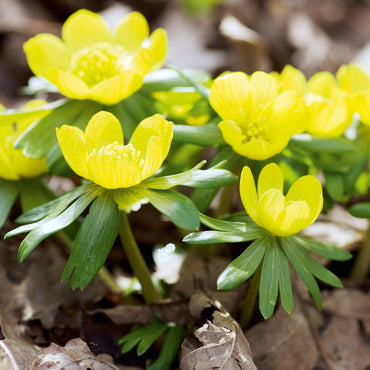 Heirloom Non-GMO Yellow Aconite Flower Seeds for Early Spring Gardens and Vibrant Bloom Displays