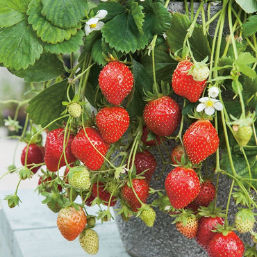 Mara des Bois – Spring-Planted – Strawberry Seeds
