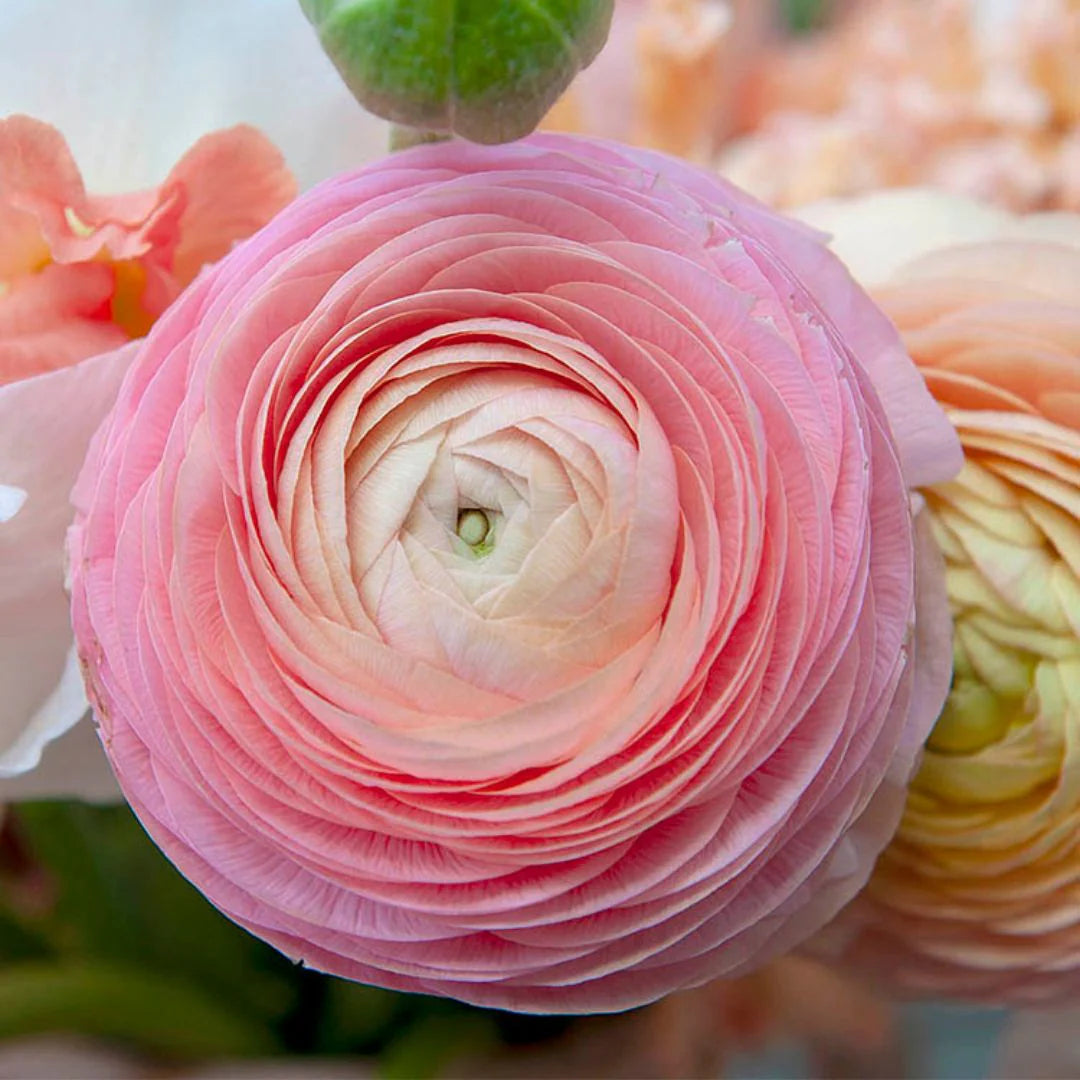 Ranunculus- Amandine Marshmallow (Corm)