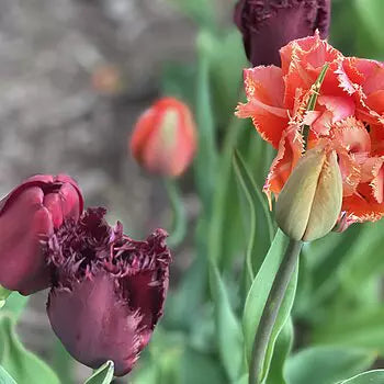 Cranberry-Apple Crunch Tulip Mixture Seeds