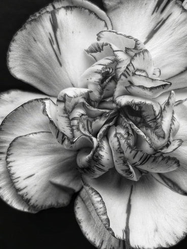 Organic Gray Carnation Flower Seeds for Planting – Heirloom, Non-GMO