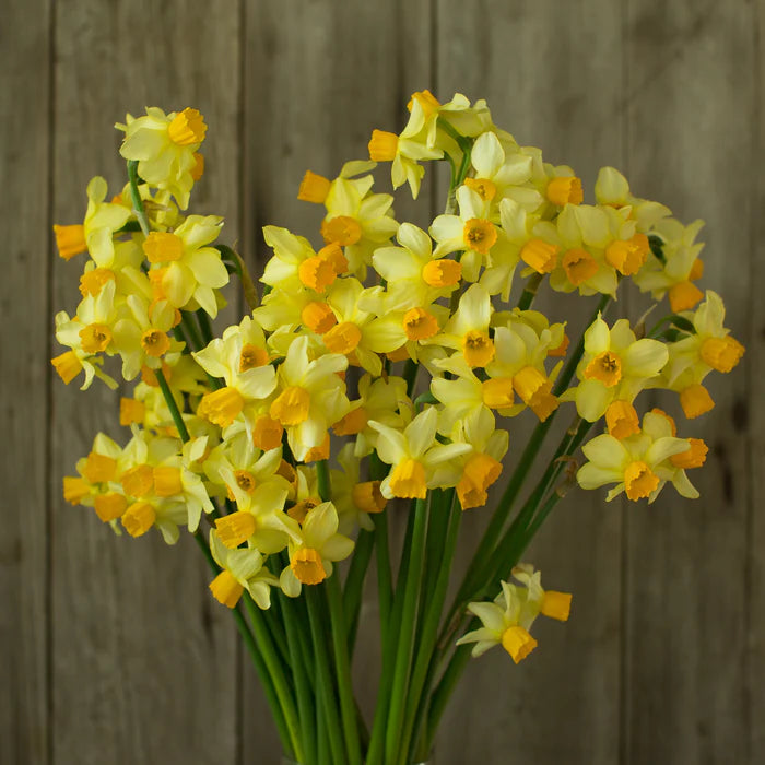 Miniature Daffodil- Spring Sunshine