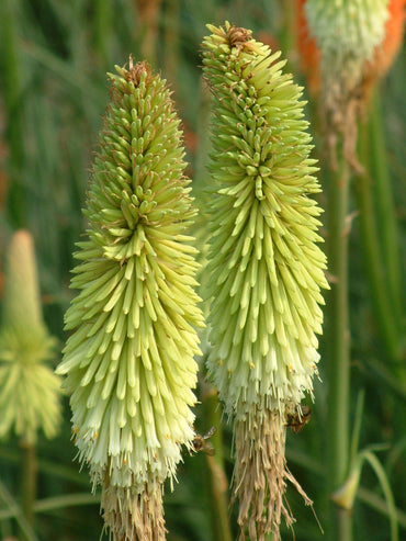 Heirloom Non-GMO Green Kniphofia Flower Seeds for Planting – Unique Torch-Lily Blooming Seeds