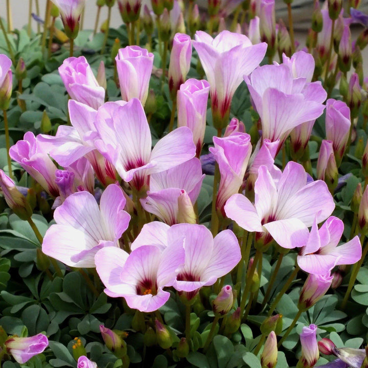 Oxalis Laciniata White Pink Seeds – Organic, Heirloom, Non-GMO Flower Seeds for Planting