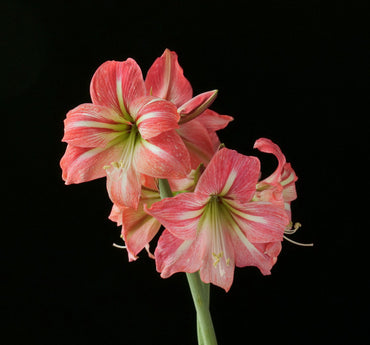 Hippeastrum Flower Seeds – Heirloom Non-GMO Amaryllis Seeds for Elegant and Colorful Gardens