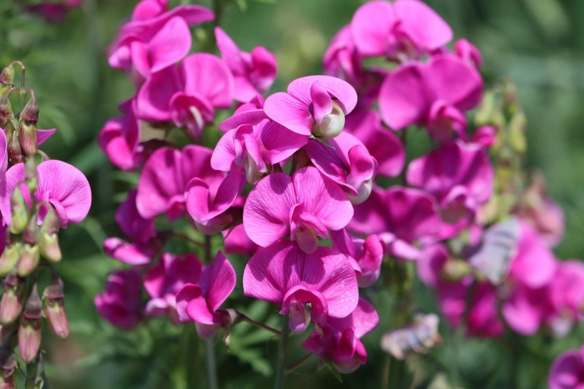 Everlasting Sweetpea- Latifolius Pink